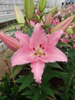 [5256 Catemaco No02.JPG]